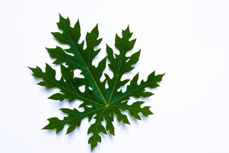 the papayaの写真素材