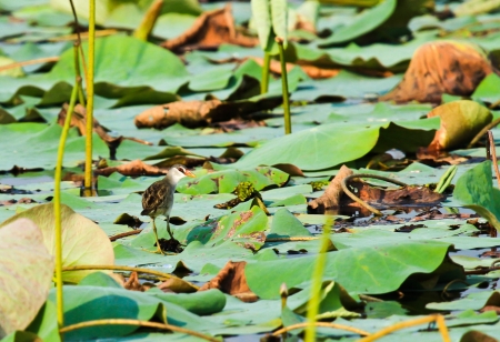 white-browed crake in Thailandの写真素材