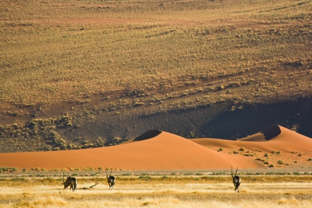 Sand dune in Namib-Naukluft National Park, Namibiaの写真素材