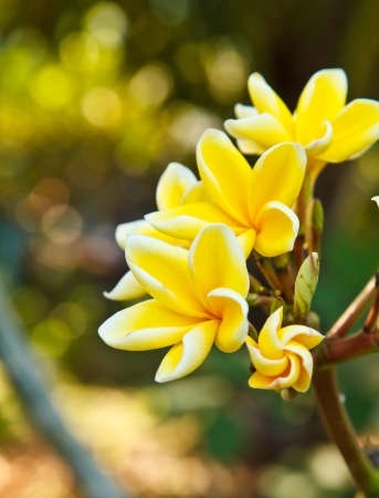 Frangipani flowers in park bangkok Thailandの写真素材