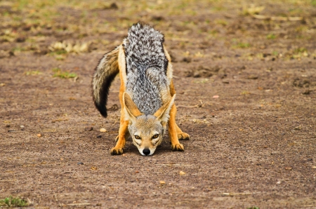 black- backed jackal in wildlife Kenyaの写真素材