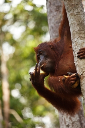 urangutan is endangered in indonisiaの写真素材