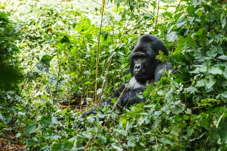 silverback gorilla in wild on Uganda