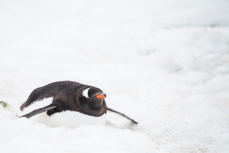 gentoo penguin in antarcticaの写真素材