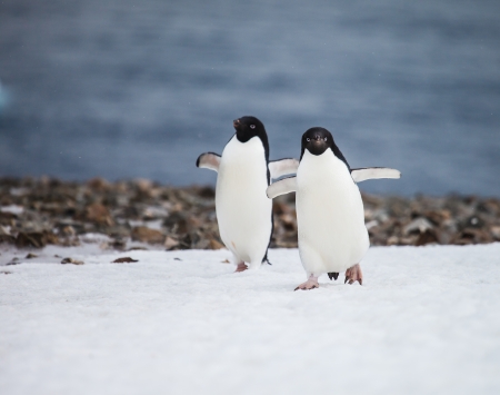 funny adelie penguin in antarcticaの写真素材
