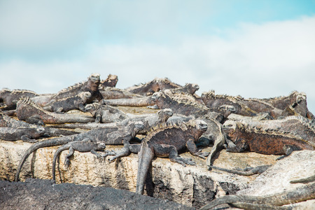 marine lguana family on the rock in galapagos islandの写真素材