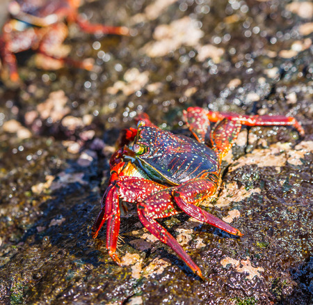 lightfoot crab in galapagosの写真素材