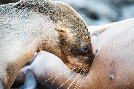 sea lion breastfeeding in galapagosの写真素材