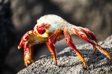 sally lightfoot crab in galapagosの写真素材