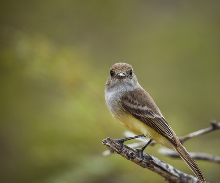 flycatcher in galapagos islandの写真素材