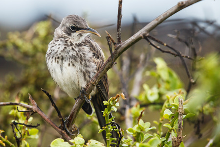 espanola mockingbird in galapagos islandの写真素材