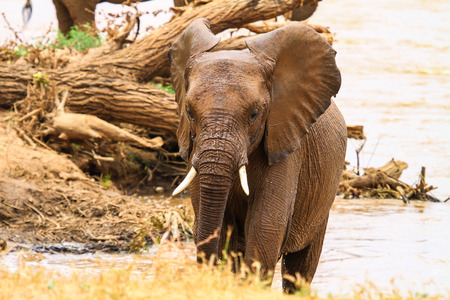 baby african elephant in kenyaの写真素材