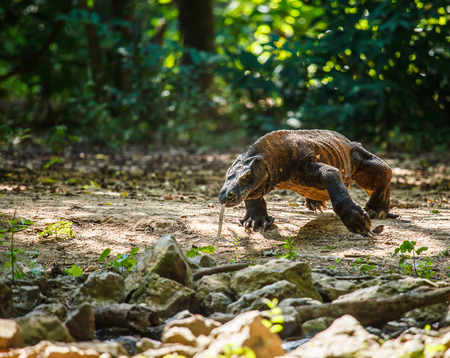 komodo dragon on komedo island indonesiaの写真素材