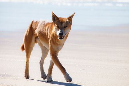 Dingo is endangered in Austaraliaの写真素材