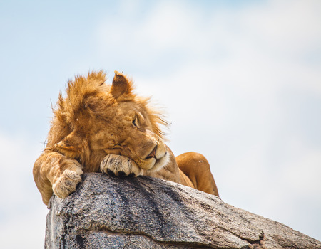 lion sleeping on rock in wild to escape insectsの写真素材