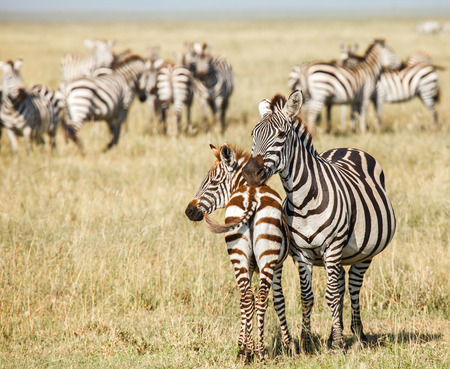 The migration of wild animalsの写真素材