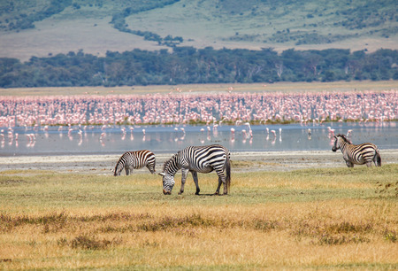 zebra liveing lakeside ngorongoroの写真素材