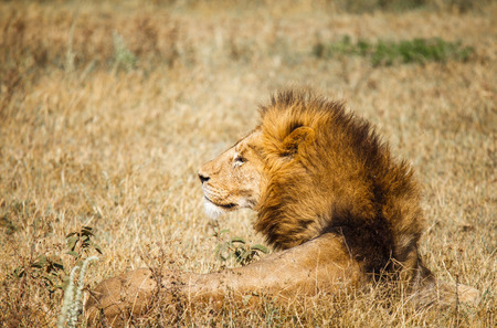 Lion in wildlifeの写真素材