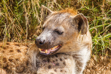 Spotted Hyena in wild Tanzaniaの写真素材