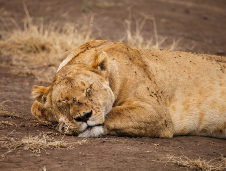 Lion in wildlife Tanzania Kenyaの写真素材