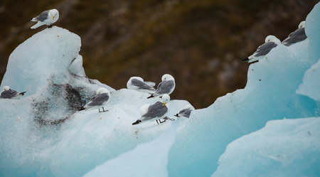 Glaucous Gull on iceberg in arcticの写真素材