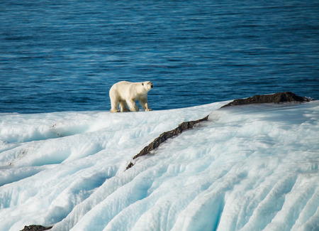 save polar bear in arcticの写真素材