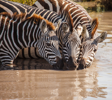 zebra drinking in wildの写真素材