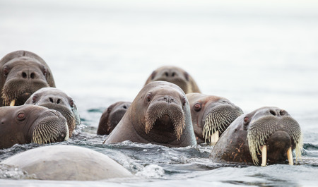 sealions group in marine lifeの写真素材
