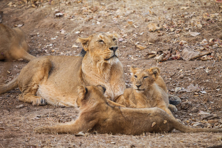 asiatic lion in India endangerous