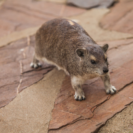dassie is an African rodent found among rocky outcroppings