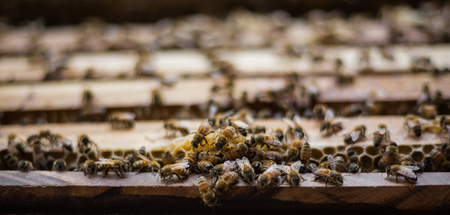 bee in honeycomb.Raising beesの写真素材