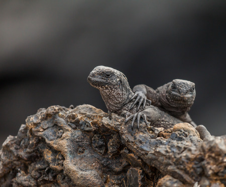 marine iguana (Amblyrhynchus cristatus) is an iguana found only on the Galápagos Islands that has the ability, unique among modern lizardsの写真素材
