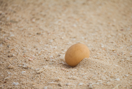 Gull eggs in the sand among the wind all the time.