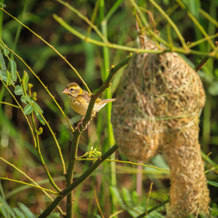 Asian golden weaver is found in Cambodia, Indonesia, Laos, Myanmar, Thailand, and Vietnam.の写真素材