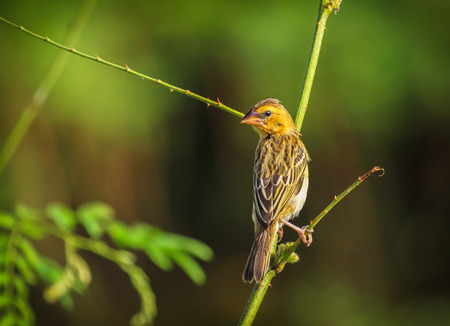 Asian golden weaver is found in Cambodia, Indonesia, Laos, Myanmar, Thailand, and Vietnam.の写真素材