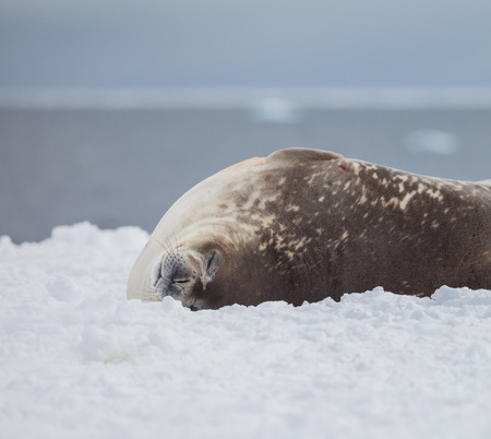 seal relex on the snow. life of animal in wildlife.の写真素材