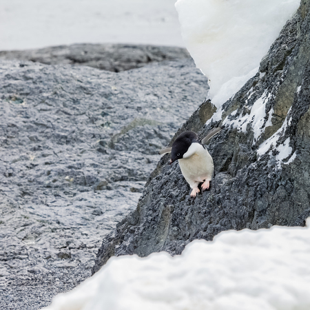 penguin walking on  mountain in antarctica.の写真素材