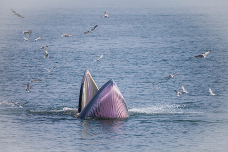 Bryde's whale or the Bryde's whale complex  putatively comprises two species of rorqual and maybe three.の写真素材