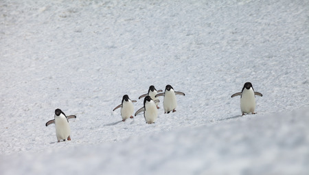 penguin group walk snow in Antarctica.の写真素材