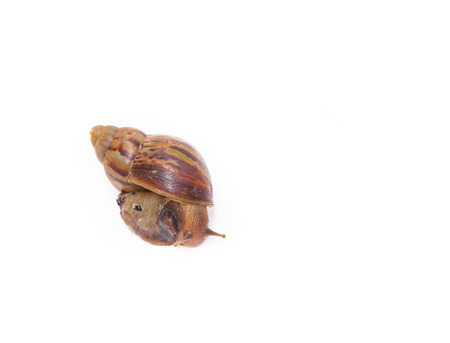 snail is a common name that is applied most often to land snails, terrestrial pulmonate gastropod molluscs. snail on white backgroundの写真素材