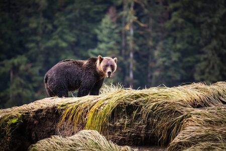 grizzly bear, wet body, standing near the water's edgeの写真素材