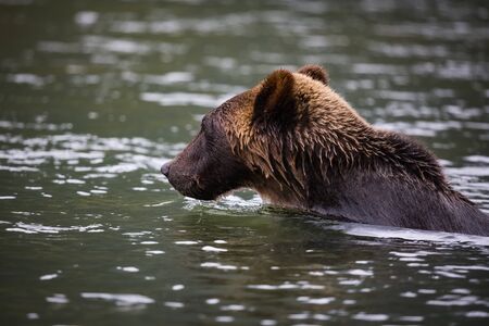 grizzly bear swim in river, wildlife in natureの写真素材