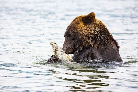 brown bear eating fish in river, bear in nature, wildlifeの写真素材