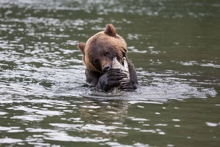 brown bear eating fish in river, bear in nature, wildlifeの写真素材