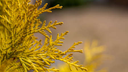 The branch of the yellow orange thuja of the plant is close, against the background of the clearing....