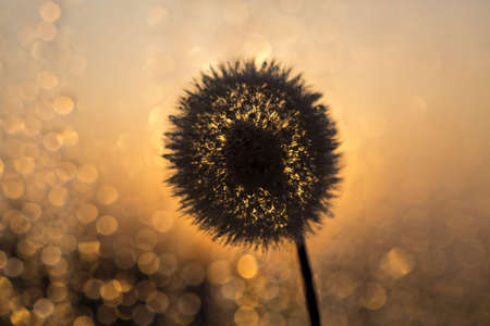 Black dandelion contour on a golden background of the setting sun. With bokeh on a yellow background. Macro. Nearの写真素材
