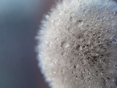 White dandelion is close with drops of water on a golden gray background with bokeh. Macroの写真素材