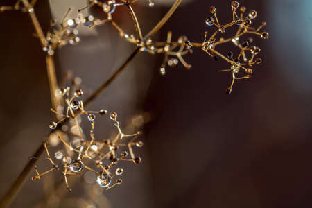 Natural background, texture. Beautiful drops of water on a plant with reflectionの写真素材