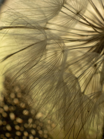 Dandelion macro on a beige background. Airy and light natural background. Selective focus