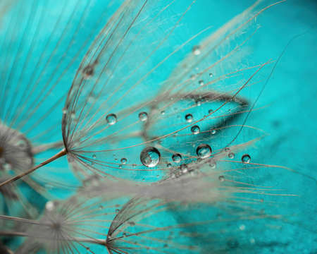 Abstract dandelion flower background. Seed macro closeup. Soft focus . Spring natureの写真素材